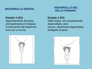 Estadio 3 (G3) 
Agrandamiento del pene, 
principalmente en longitud. 
Continuación del desarrollo 
testicular y escrotal 
Estadio 3 (P3) 
Vello rizado, aún escasamente 
desarrollado, pero 
oscuro, claramente pigmentado, 
arraigado al pene. 
DESARROLLO GENITAL 
DESARROLLO DEL 
VELLO PUBIANO 
 