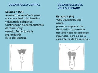 DESARROLLO GENITAL DESARROLLO DEL 
Estadio 4 (G4) 
Aumento de tamaño de pene 
con crecimiento de diámetro 
y desarrollo del glande. 
Continuación de agrandamiento 
de testículos y 
escroto. Aumento de la 
pigmentación 
de la piel escrotal. 
VELLO PUBIANO 
Estadio 4 (P4) 
Vello pubiano de tipo 
adulto, 
pero con respecto a la 
distribución (crecimiento 
del vello hacia los pliegues 
inguinales, pero no en la 
cara interna de los muslos.) 
 