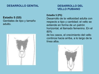 DESARROLLO GENITAL 
Estadio 5 (G5) 
Genitales de tipo y tamaño 
adulto. 
DESARROLLO DEL 
VELLO PUBIANO 
Estadio 5 (P5) 
Desarrollo de la vellosidad adulta con 
respecto a tipo y cantidad; el vello se 
extiende en forma de un patrón 
horizontal, el llamado femenino. En el 
80% 
de los casos, el crecimiento del vello 
continúa hacia arriba, a lo largo de la 
línea alba. 
 