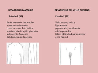 DESARROLLO MAMARIO DESARROLLO DEL VELLO PUBIANO 
Estadio 2 (S2) Estadio 2 (P2) 
Brote mamario. Las areolas 
y pezones sobresalen 
como un cono. Esto indica 
la existencia de tejido glandular 
subyacente.Aumento 
del diámetro de la areola. 
Vello escaso, lacio y 
ligeramente 
pigmentado, usualmente 
a lo largo de los 
labios (dificultad para apreciar 
en la figura.) 
 