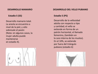 DESARROLLO MAMARIO DESARROLLO DEL VELLO PUBIANO 
Estadio 5 (S5) Estadio 5 (P5) 
Desarrollo mamario total. 
La areola se encuentra a 
nivel de la piel, y sólo 
sobresale el pezón 
(Nota: en algunos casos, la 
mujer adulta puede 
mantenerse 
en estadio 4). 
Desarrollo de la vellosidad 
adulta con respecto a tipo 
y cantidad; el vello se 
extiende en forma de un 
patrón horizontal, el llamado 
femenino, (también en 
la cara interna de los muslos). 
En el 10%, se extiende 
por fuera del triángulo 
pubiano (estadio 6) 
 