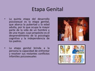 Etapa Genital 
• La quinta etapa del desarrollo 
psicosexual es la etapa genital, 
que abarca la pubertad y la edad 
adulta, por lo que ocupa la mayor 
parte de la vida de un hombre y 
de una mujer, cuyo propósito es el 
desprendimiento de la psicología 
cognitiva y la independencia de 
los padres. 
• La etapa genital brinda a la 
persona la capacidad de enfrentar 
y resolver sus restantes conflictos 
infantiles psicosexuales 
 