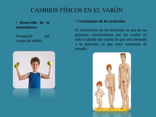 CAMBIOS FÍSICOS EN EL VARÓN 
• Desarrollo de la 
musculatura. 
Formación del 
cuerpo de adulto. 
• Crecimiento de los testículos. 
El crecimiento de los testículos es una de las 
primeras características por las cuales un 
niño se puede dar cuenta de que está entrando 
a la pubertad ya que estos aumentan de 
tamaño. 
 