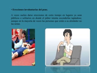 • Erecciones involuntarias del pene. 
A veces suelen darse erecciones de corto tiempo en lugares ya sean 
públicos o solitarios en donde el púber intenta esconderlas tapándose; 
aunque en la mayoría de veces las personas que están a su alrededor no 
las notan. 
 