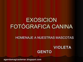 EXOSICION
     FOTÓGRAFICA CANINA
         HOMENAJE A NUESTRAS MASCOTAS


                                  VIOLETA
                          GENTO
agendamagicademar.blogspot.com
 