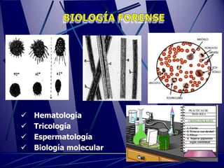    Hematología
   Tricología
   Espermatología
   Biología molecular
 