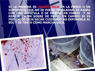 SI LA MANCHA ES SANGRE SECA EN LA PARED O EN
SUPERFICIE QUE NO SE PUEDA TRASLADAR, SE RASPA
CON UNA ESPATULA O SE EMBEBE EN FIBRAS Y SE
REMITE EN UN SOBRE DE PAPEL. EN CAMBIO SI ES
FRESCA, SE DEJA SECAR CUIDANDO NO EXPONERLA AL
SOL Y SE TRATA COMO MANCHA SECA.
 