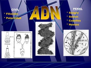 CIVIL         PENAL
* Filiación    * Sangre
               * Semen
* Paternidad
               * Cabellos
               * Huesos
 