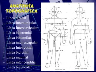 - Línea biciliar
-   Línea Interauricular
-   Línea Interclavicular
-   Línea biacromial
-   Línea bimamilar
-   Línea inter escapular
-   Línea Inter costal
-   Línea bicrestal
-   Línea inguinal
-   Línea inter condilia.
-   Línea bimaleolar
 