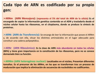 Cada tipo de ARN es codificado por su propio
gen:
ARNm (ARN Mensajero): (representa el 5% del total de ARN de la célula) Es el
encargado de copiar la información genética contenida en el ADN y trasladarla desde el
núcleo celular hasta los ribosomas, en el citoplasma, donde se produce la síntesis de
proteínas.

ARNt (ARN de Transferencia): Se encarga de leer la información que posee el ARNm
y, de acuerdo con ella, situar los distintos aminoácidos en el lugar adecuado para
constituir una cadena polipeptídica.

ARNr (ARN Ribosómico): Es la clase de ARN más abundante en todas las células
(80%) y tiene gran importancia en la constitución de los ribosomas, pero no se conoce
demasiado bien su función.

ARNhn (ARN heterogéneo nuclear): Localizados en el núcleo, Presentan diferentes
tamaños. Es el precursor de los ARNm, en los que se transforman tras un proceso de
maduración que implica la eliminación de secuencias de nucleótidos no codificantes.
 