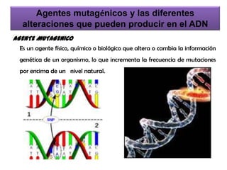 Agentes mutagénicos y las diferentes
  alteraciones que pueden producir en el ADN
AGENTE MUTAGENICO
 Es un agente físico, químico o biológico que altera o cambia la información
 genética de un organismo, lo que incrementa la frecuencia de mutaciones
 por encima de un nivel natural.
 