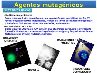 Agentes mutagénicos
MUTÁGENOS FÍSICOS
• Radiaciones ionizantes
 Como los rayos X y los rayos Gamma, que son mucho más energéticos que los UV.
 Pueden originarse formas tautoméricas, romper los anillos de las bases nitrogenadas
 o los enlaces fosfodiéster con la rotura del ADN y cromosomas.
• Radiaciones no ionizantes
 Como los rayos ultravioleta (UV) que son muy absorbidas por el ADN y favorecen la
 formación de enlaces covalentes entre pirimidinas contiguas y la aparición de formas
 tautómeras que originan mutaciones génicas.
RADIACIONES
 IONIZANTES                                       RADIACIONES NO
                                                    IONIZANTES




                       RAYOS X                                   RADIACIONES
                                                                 ULTRAVIOLETA
 