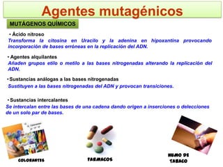 Agentes mutagénicos
 MUTÁGENOS QUÍMICOS
 • Ácido nitroso
Transforma la citosina en Uracilo y la adenina en hipoxantina provocando
incorporación de bases erróneas en la replicación del ADN.

• Agentes alquilantes
Añaden grupos etilo o metilo a las bases nitrogenadas alterando la replicación del
ADN.

• Sustancias análogas a las bases nitrogenadas
 Sustituyen a las bases nitrogenadas del ADN y provocan transiciones.

 • Sustancias intercalantes
Se intercalan entre las bases de una cadena dando origen a inserciones o delecciones
de un solo par de bases.




                                                                  HUMO DE
     COLORANTES                  FARMACOS                          TABACO
 