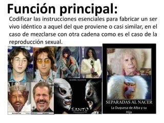 Función principal: fabricar un ser
Codificar las instrucciones esenciales para
vivo idéntico a aquel del que proviene o casi similar, en el
caso de mezclarse con otra cadena como es el caso de la
reproducción sexual.




                                         La Duquesa de Alba y su
                                                  Hija
 