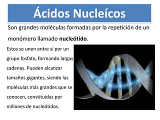 Ácidos Nucleícos
Son grandes moléculas formadas por la repetición de un
monómero llamado nucleótido.
Estos se unen entre sí por un
grupo fosfato, formando largas
cadenas. Pueden alcanzar
tamaños gigantes, siendo las
moléculas más grandes que se
conocen, constituidas por
millones de nucleótidos.
 