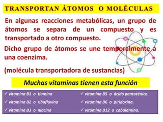 En algunas reacciones metabólicas, un grupo de
átomos se separa de un compuesto y es
transportado a otro compuesto.
Dicho grupo de átomos se une temporalmente a
una coenzima.
(molécula transportadora de sustancias)
         Muchas vitaminas tienen esta función
 vitamina B1 o tiamina        vitamina B5 o ácido pantoténico.
 vitamina B2 o riboflavina    vitamina B6 o piridoxina.
 vitamina B3 o niacina        vitamina B12 o cobalamina.
 