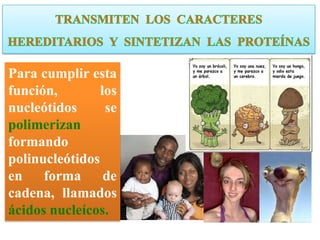 Para cumplir esta
función,        los
nucleótidos      se
polimerizan
formando
polinucleótidos
en    forma      de
cadena, llamados
ácidos nucleícos.
 