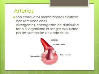 Arterias
 Son

conductos membranosos elásticos
con ramificaciones
divergentes, encargados de distribuir a
todo el organismo la sangre expulsada
por los ventrículos en cada sístole.

 