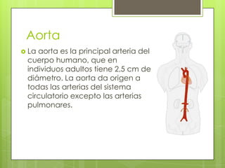 Aorta
 La

aorta es la principal arteria del
cuerpo humano, que en
individuos adultos tiene 2,5 cm de
diámetro. La aorta da origen a
todas las arterias del sistema
circulatorio excepto las arterias
pulmonares.

 
