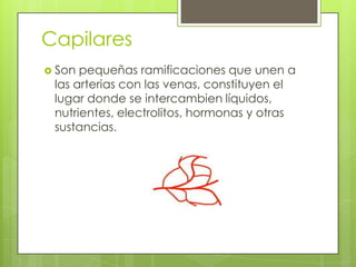 Capilares
 Son

pequeñas ramificaciones que unen a
las arterias con las venas, constituyen el
lugar donde se intercambien líquidos,
nutrientes, electrolitos, hormonas y otras
sustancias.

 