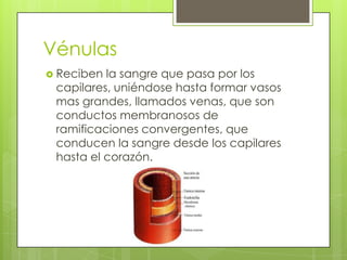 Vénulas
 Reciben

la sangre que pasa por los
capilares, uniéndose hasta formar vasos
mas grandes, llamados venas, que son
conductos membranosos de
ramificaciones convergentes, que
conducen la sangre desde los capilares
hasta el corazón.

 