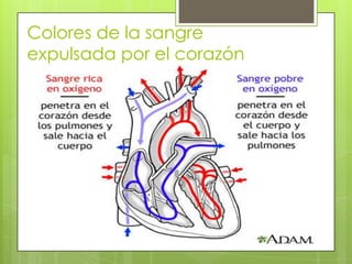 Colores de la sangre
expulsada por el corazón

 