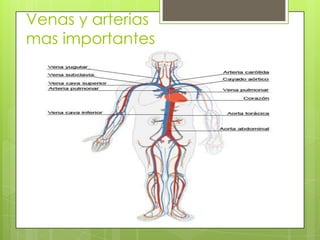 Venas y arterias
mas importantes
.

 