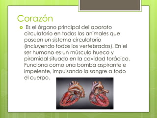 Corazón


Es el órgano principal del aparato
circulatorio en todos los animales que
poseen un sistema circulatorio
(incluyendo todos los vertebrados). En el
ser humano es un músculo hueco y
piramidal situado en la cavidad torácica.
Funciona como una bomba aspirante e
impelente, impulsando la sangre a todo
el cuerpo.

 
