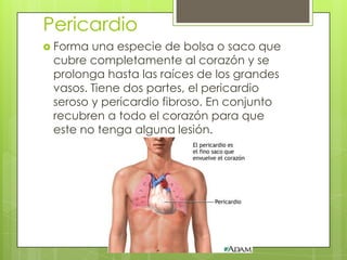 Pericardio
 Forma

una especie de bolsa o saco que
cubre completamente al corazón y se
prolonga hasta las raíces de los grandes
vasos. Tiene dos partes, el pericardio
seroso y pericardio fibroso. En conjunto
recubren a todo el corazón para que
este no tenga alguna lesión.

 