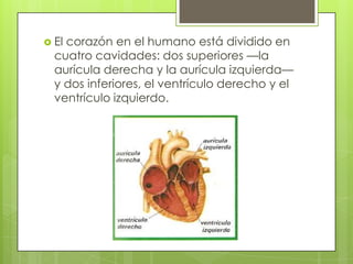  El

corazón en el humano está dividido en
cuatro cavidades: dos superiores —la
aurícula derecha y la aurícula izquierda—
y dos inferiores, el ventrículo derecho y el
ventrículo izquierdo.

 