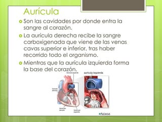 Aurícula
 Son

las cavidades por donde entra la
sangre al corazón.
 La aurícula derecha recibe la sangre
carboxigenada que viene de las venas
cavas superior e inferior, tras haber
recorrido todo el organismo.
 Mientras que la aurícula izquierda forma
la base del corazón.

 
