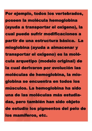 Por ejemplo, todos los vertebrados,
poseen la molécula hemoglobina
(ayuda a transportar el oxigeno), la

cual puede sufrir modificaciones a
partir de una estructura básica. La
mioglobina (ayuda a almacenar y
transportar el oxigeno) es la molécula arquetipo (modelo original) de
la cual derivaron por evolución las
moléculas de hemoglobina, la mioglobina se encuentra en todos los
músculos. La hemoglobina ha sido
una de las moléculas más estudiadas, pero también han sido objeto

de estudio los pigmentos del pelo de
los mamíferos, etc.

 