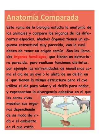 Esta rama de la biología estudia la anatomía de
los animales y compara los órganos de las diferentes especies. Muchos órganos tienen un esquema estructural muy parecido, con lo cual
deben de tener un origen común. Son los llamados órganos homólogos, que tienen un estructu-

ra parecida, pero realizan funciones distintas,
por ejemplo las extremidades de mamíferos como el ala de un ave o la aleta de un delfín en
el que tienen la misma estructura pero el ave
utiliza el ala para volar y el delfín para nadar,
y representan la divergencia adaptiva en el que
los seres vivos
modelan sus órganos dependiendo
de su modo de vida o el ambiente
en el que están.

 