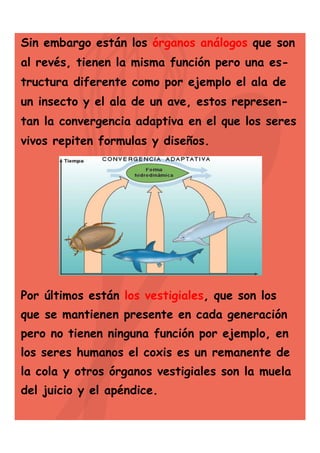 Sin embargo están los órganos análogos que son
al revés, tienen la misma función pero una estructura diferente como por ejemplo el ala de
un insecto y el ala de un ave, estos represen-

tan la convergencia adaptiva en el que los seres
vivos repiten formulas y diseños.

Por últimos están los vestigiales, que son los
que se mantienen presente en cada generación
pero no tienen ninguna función por ejemplo, en
los seres humanos el coxis es un remanente de
la cola y otros órganos vestigiales son la muela
del juicio y el apéndice.

 