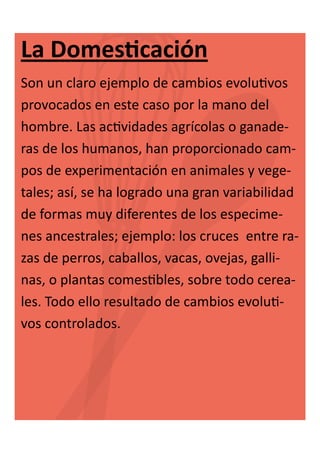 La Domesticación
Son un claro ejemplo de cambios evolutivos
provocados en este caso por la mano del
hombre. Las actividades agrícolas o ganaderas de los humanos, han proporcionado campos de experimentación en animales y vegetales; así, se ha logrado una gran variabilidad
de formas muy diferentes de los especimenes ancestrales; ejemplo: los cruces entre razas de perros, caballos, vacas, ovejas, gallinas, o plantas comestibles, sobre todo cereales. Todo ello resultado de cambios evolutivos controlados.

 