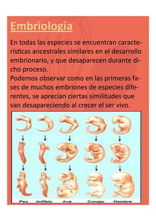 En todas las especies se encuentran características ancestrales similares en el desarrollo
embrionario, y que desaparecen durante dicho proceso.
Podemos observar como en las primeras fases de muchos embriones de especies diferentes, se aprecian ciertas similitudes que
van desapareciendo al crecer el ser vivo.

 