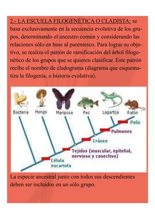 2.- LA ESCUELA FILOGENÉTICA O CLADISTA: se
basa exclusivamente en la secuencia evolutiva de los grupos, determinando el ancestro común y considerando las
relaciones sólo en base al parentesco. Para lograr su objetivo, se realiza el patrón de ramificación del árbol filogenético de los grupos que se quieren clasificar. Este patrón
recibe el nombre de cladograma (diagrama que esquematiza la filogenia, o historia evolutiva).

La especie ancestral junto con todos sus descendientes
deben ser incluidos en un sólo grupo.

 