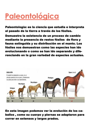 Paleontológica
Paleontología: es la ciencia que estudia e interpreta
el pasado de la tierra a través de los fósiles.
Demuestra la existencia de un proceso de cambio
mediante la presencia de restos fósiles de flora y
fauna extinguida y su distribución en el manto. Los
fósiles nos demuestran como las especies han ido
evolucionando o como se han ido separando y diferenciando en la gran variedad de especies actuales.

En esta imagen podemos ver la evolución de los caballos , como su cuerpo y piernas se adaptaron para
correr en extensos y largos prados.

 