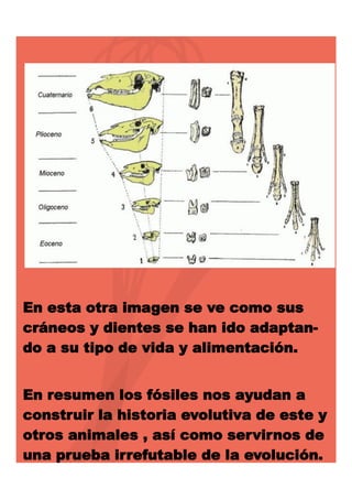 En esta otra imagen se ve como sus
cráneos y dientes se han ido adaptando a su tipo de vida y alimentación.
En resumen los fósiles nos ayudan a
construir la historia evolutiva de este y
otros animales , así como servirnos de
una prueba irrefutable de la evolución.

 