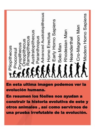 En esta ultima imagen podemos ver la
evolución humana.
En resumen los fósiles nos ayudan a
construir la historia evolutiva de este y
otros animales , así como servirnos de
una prueba irrefutable de la evolución.

 