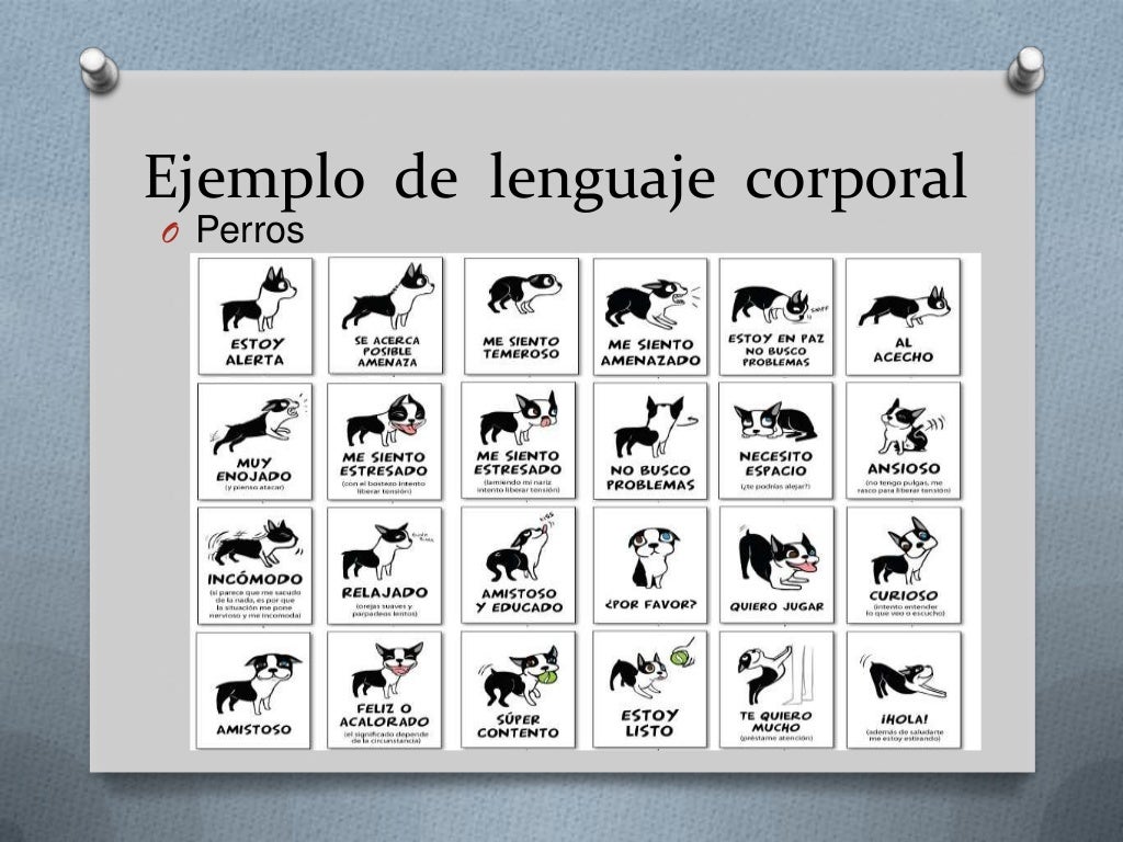 Exposicion Comunicacion Animal Y Humana