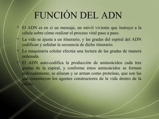 FUNCIÓN DEL ADN
 El ADN es en sí un mensaje, un móvil viviente que instruye a la
célula sobre cómo realizar el proceso vital paso a paso.
 La vida se ajusta a un itinerario, y las gradas del espiral del ADN
codifican y señalan la secuencia de dicho itinerario.
 La maquinaria celular efectúa una lectura de las gradas de manera
ordenada.
 El ADN auto-codifica la producción de aminoácidos cada tres
gradas de la espiral, y conforme éstos aminoácidos se formen
ordenadamente, se alinean y se arman como proteínas, que son las
que constituyen los agentes constructores de la vida dentro de la
célula.
 