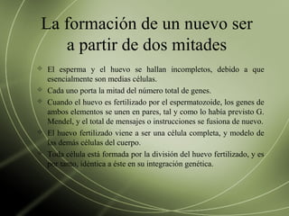 La formación de un nuevo ser
a partir de dos mitades
 El esperma y el huevo se hallan incompletos, debido a que
esencialmente son medias células.
 Cada uno porta la mitad del número total de genes.
 Cuando el huevo es fertilizado por el espermatozoide, los genes de
ambos elementos se unen en pares, tal y como lo había previsto G.
Mendel, y el total de mensajes o instrucciones se fusiona de nuevo.
 El huevo fertilizado viene a ser una célula completa, y modelo de
las demás células del cuerpo.
 Toda célula está formada por la división del huevo fertilizado, y es
por tanto, idéntica a éste en su integración genética.
 