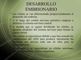 DESARROLLO
EMBRIONARIO
 Las células se van diferenciando proporcionalmente al
desarrollo del embrión.
 A lo largo del cordón nervioso primitivo empieza a
definirse el sistema nervioso central.
 A medida que se siguen dividiendo las células, se
agrupan alrededor del sistema nervioso para formar la
espina dorsal.
 Las células se especializan debido a que han actuado las
instrucciones del ADN para producir únicamente las
proteínas que precisa cada una de ellas para su
funcionamiento.
 Se agrupan o se especializan en células nerviosas,
células musculares, células sanguíneas.
 