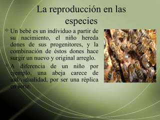 La reproducción en las
especies
 Un bebé es un individuo a partir de
su nacimiento, el niño hereda
dones de sus progenitores, y la
combinación de éstos dones hace
surgir un nuevo y original arreglo.
 A diferencia de un niño por
ejemplo, una abeja carece de
individualidad, por ser una réplica
en serie.
 