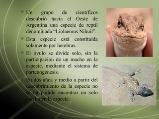  Un grupo de científicos
descubrió hacia el Oeste de
Argentina una especie de reptil
denominada “Liolaemus Nihuil”.
 Esta especie está constituida
solamente por hembras.
 El óvulo se divide solo, sin la
participación de un macho en la
especie, mediante el sistema de
partenogénesis.
 En dos años y medio a partir del
descubrimiento de la especie no
se ha podido encontrar un solo
macho en la especie.
 
