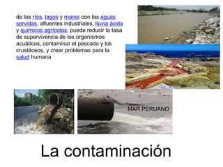 de los ríos, lagos y mares con las aguas
servidas, afluentes industriales, lluvia ácida
y químicos agrícolas, puede reducir la tasa
de supervivencia de los organismos
acuáticos, contaminar el pescado y los
crustáceos, y crear problemas para la
salud humana




                                                 MAR PERUANO




          La contaminación
 