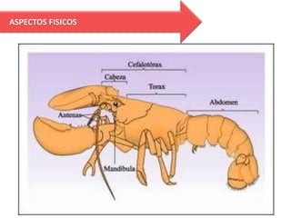 ASPECTOS FISICOS
 