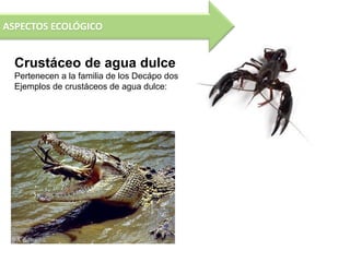 ASPECTOS ECOLÓGICO


  Crustáceo de agua dulce
  Pertenecen a la familia de los Decápo dos
  Ejemplos de crustáceos de agua dulce:
  Cangrejo De rio.
 