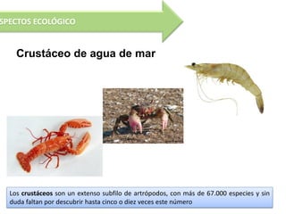 SPECTOS ECOLÓGICO


    Crustáceo de agua de mar




  Los crustáceos son un extenso subfilo de artrópodos, con más de 67.000 especies y sin
  duda faltan por descubrir hasta cinco o diez veces este número
 